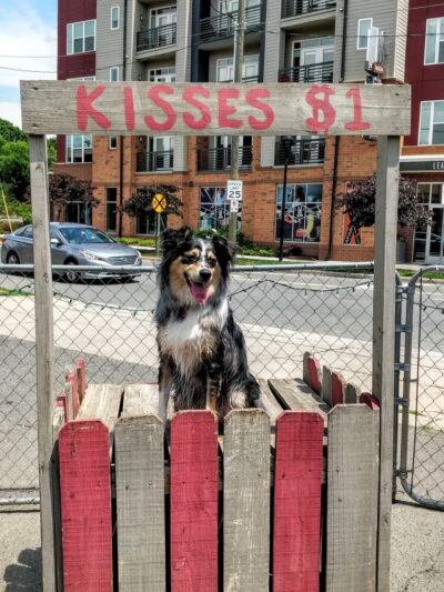 Dog Bar - Charlotte - Charlotte, NC