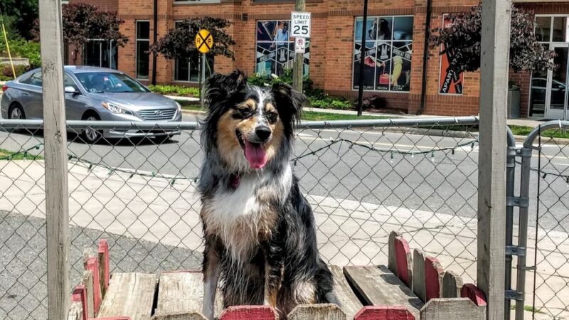 Dog Bar - Charlotte - Charlotte, NC
