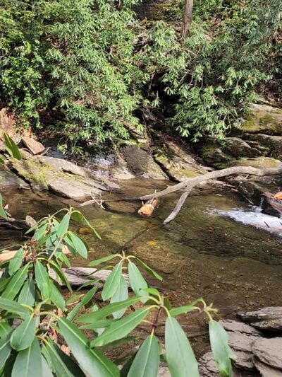 Evergreen Nature Preserve - Charlotte, NC