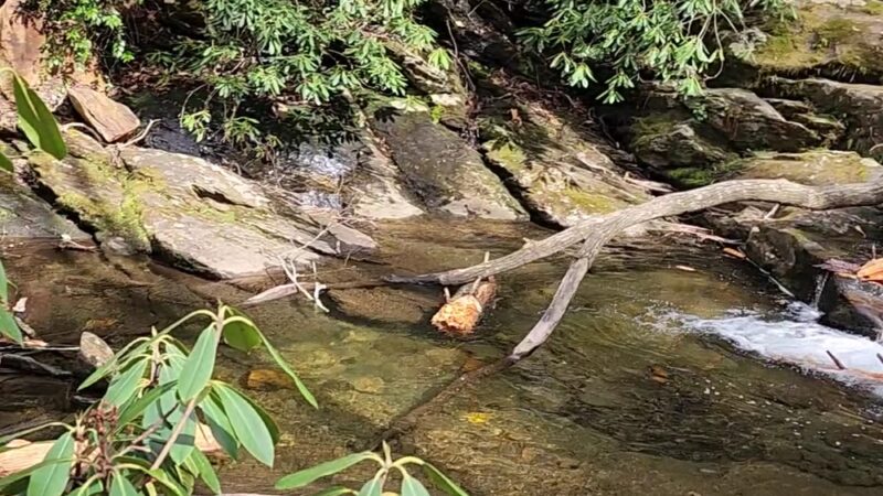 Evergreen Nature Preserve - Charlotte, NC