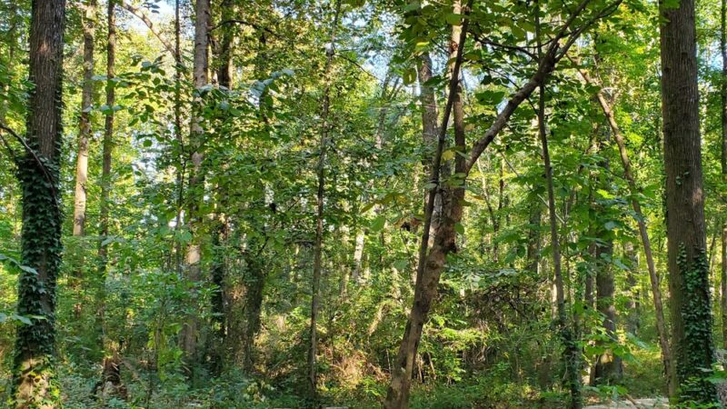 Evergreen Nature Preserve - Charlotte, NC