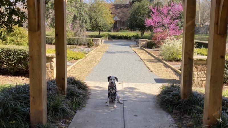 Independence Park - Charlotte, NC