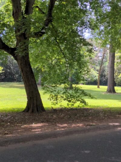 Squirrel Park - Charlotte, NC