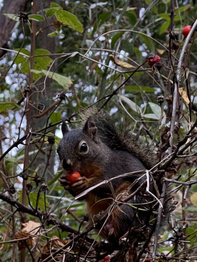 Squirrel Park - Charlotte, NC