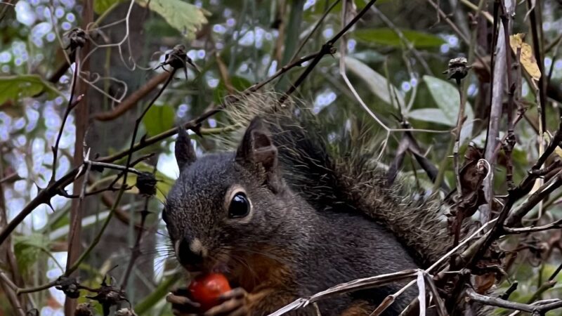 Squirrel Park - Charlotte, NC