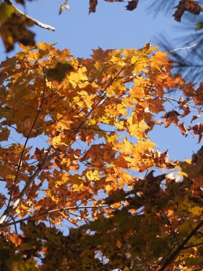 Charlotte Park and Wildlife Refuge - Charlotte, VT