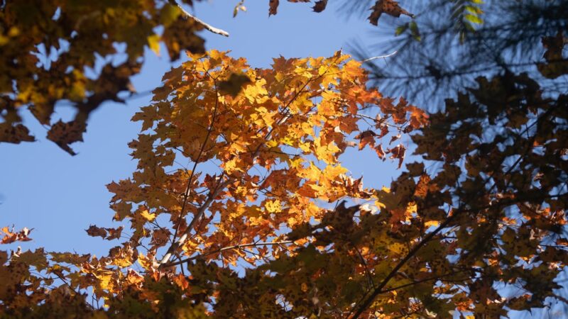 Charlotte Park and Wildlife Refuge - Charlotte, VT