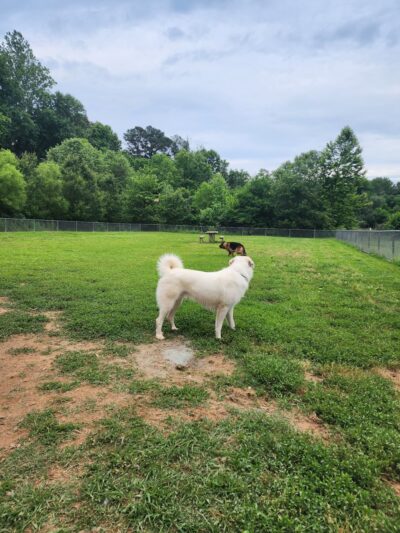 Azalea Park - Charlottesville, VA