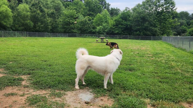 Azalea Park - Charlottesville, VA