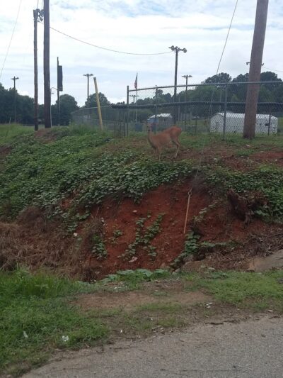 Chase City Comm Park - Chase City, VA