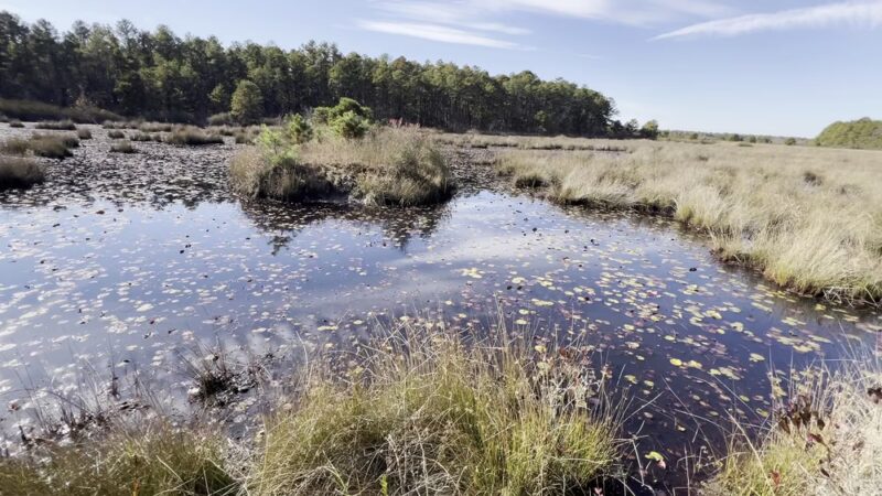 Franklin Parker Preserve — Speedwell Entrance - Chatsworth, NJ