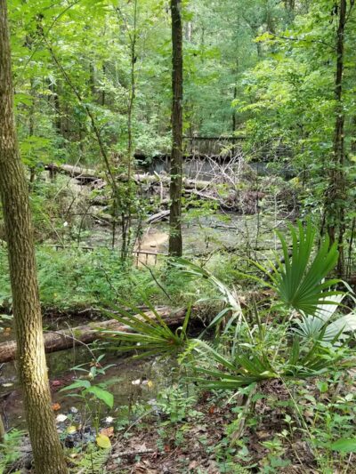 Angus Gholson Nature Park - Chattahoochee, FL