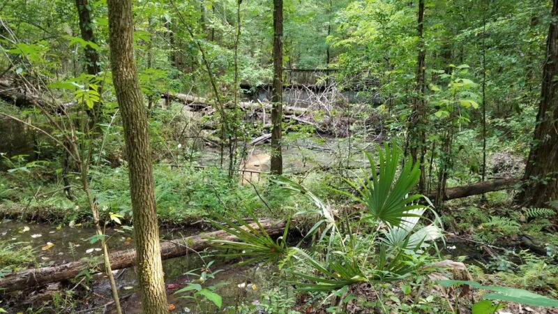 Angus Gholson Nature Park - Chattahoochee, FL