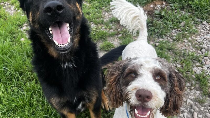 Peaks Paws Dog Boarding-Stay & Play - Chaumont, NY