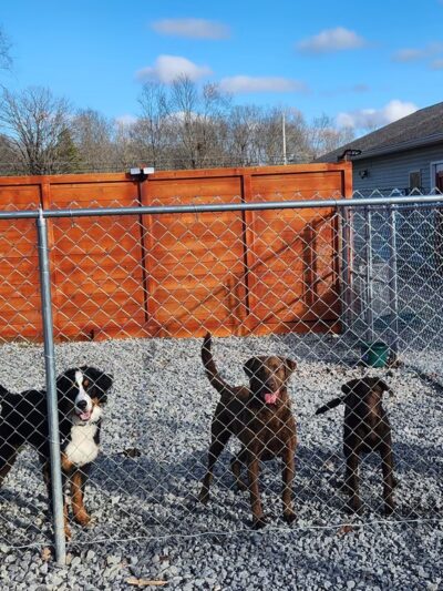 Peaks Paws Dog Boarding-Stay & Play - Chaumont, NY