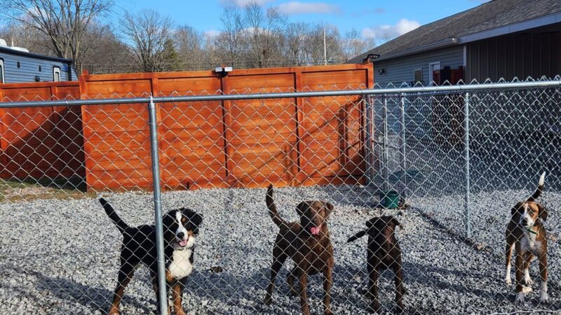 Peaks Paws Dog Boarding-Stay & Play - Chaumont, NY