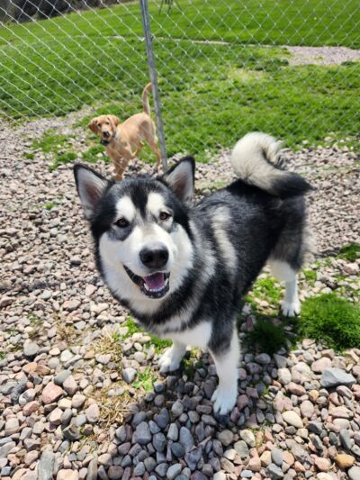 Peaks Paws Dog Boarding-Stay & Play - Chaumont, NY