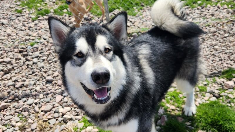 Peaks Paws Dog Boarding-Stay & Play - Chaumont, NY