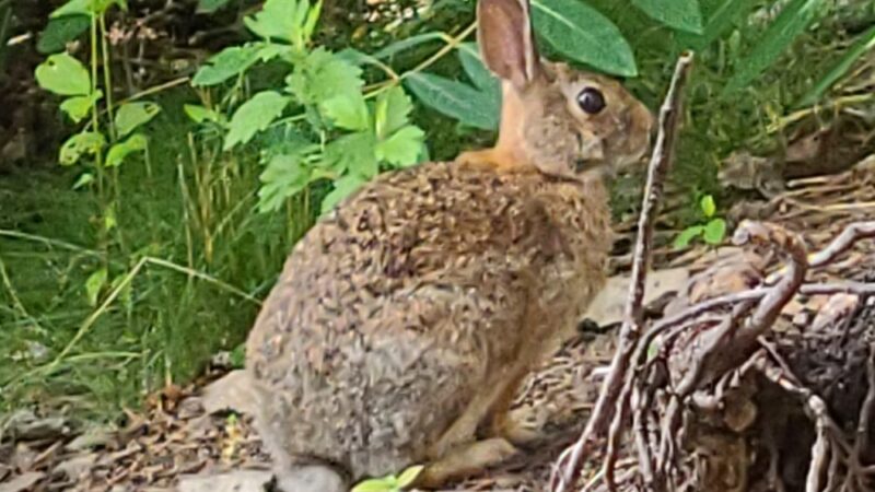 Lehigh Valley Railroad Rail Trail - Cheektowaga, NY