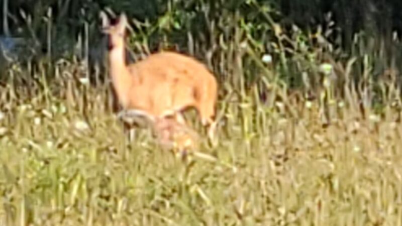 Lehigh Valley Railroad Rail Trail - Cheektowaga, NY