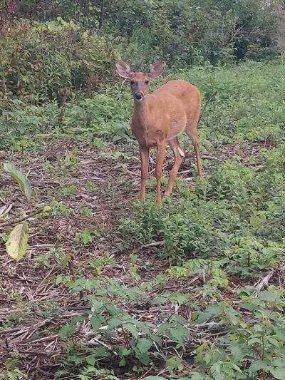 Stiglmeier Park - Como Park Entrance - Cheektowaga, NY
