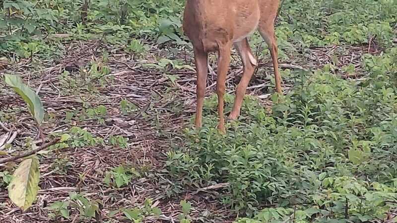 Stiglmeier Park - Como Park Entrance - Cheektowaga, NY