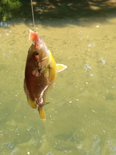 Tookany park - Cheltenham, PA
