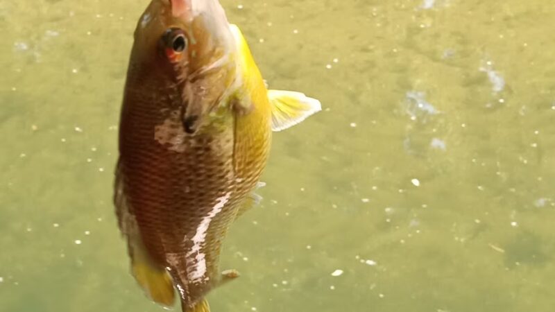 Tookany park - Cheltenham, PA