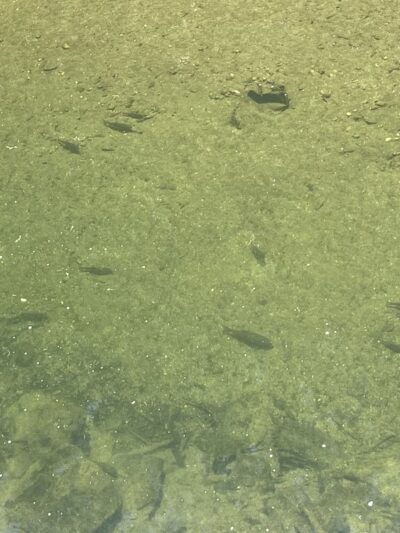 Tookany park - Cheltenham, PA