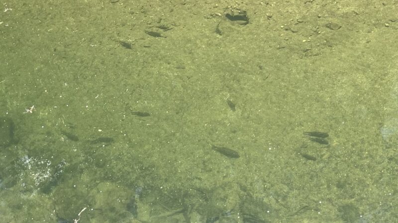 Tookany park - Cheltenham, PA