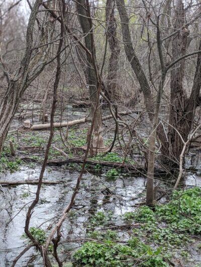 Spring Creek Nature Trail - Cheney, KS