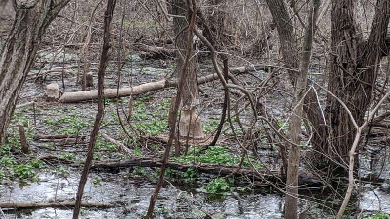 Spring Creek Nature Trail - Cheney, KS