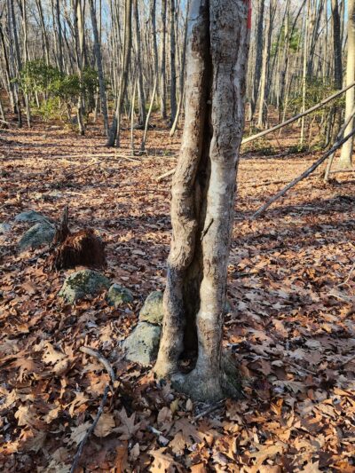 Dr. William S. Klutz Woodland, Sprague Town Forest - Chepachet, RI
