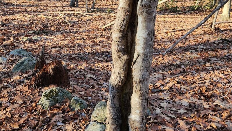 Dr. William S. Klutz Woodland, Sprague Town Forest - Chepachet, RI