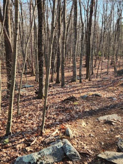 Dr. William S. Klutz Woodland, Sprague Town Forest - Chepachet, RI
