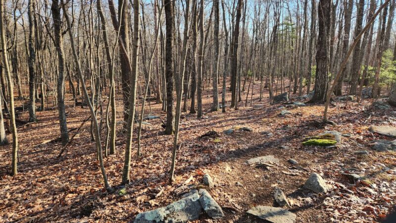 Dr. William S. Klutz Woodland, Sprague Town Forest - Chepachet, RI