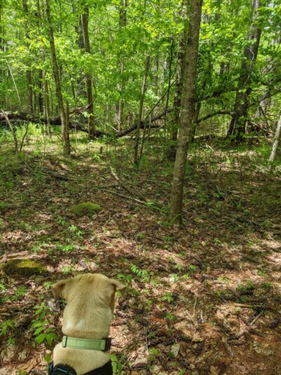 Heritage Park & Fitness Trails - Chepachet, RI
