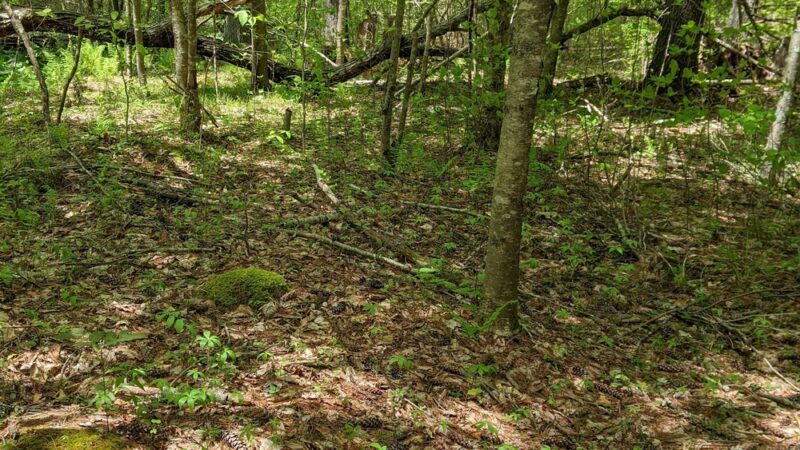 Heritage Park & Fitness Trails - Chepachet, RI