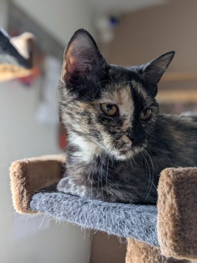 Cherokee Village Animal Control - Cherokee Village, AR