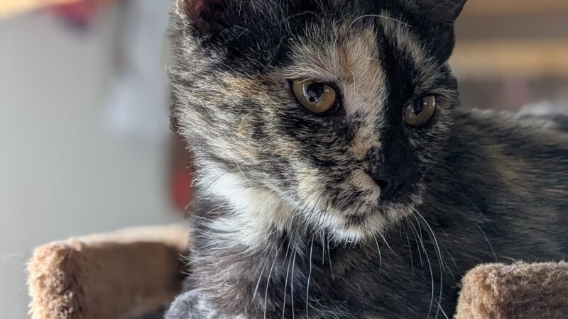 Cherokee Village Animal Control - Cherokee Village, AR