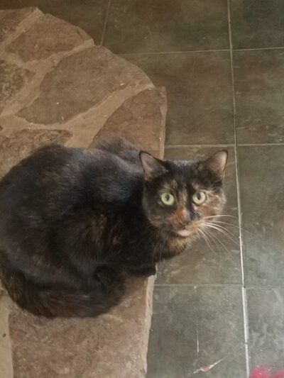 Cherokee Village Animal Control - Cherokee Village, AR