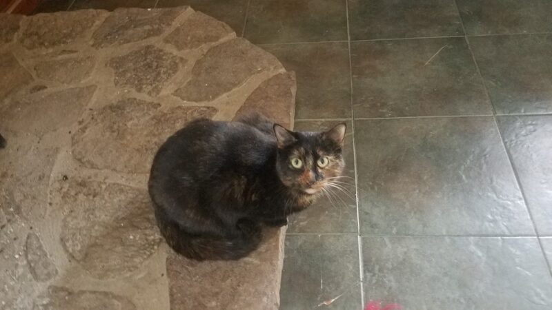 Cherokee Village Animal Control - Cherokee Village, AR