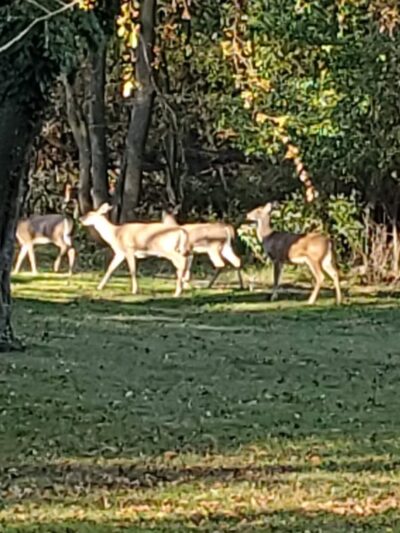 Willowdale Park - Cherry Hill Township, NJ