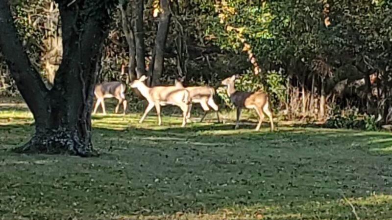 Willowdale Park - Cherry Hill Township, NJ