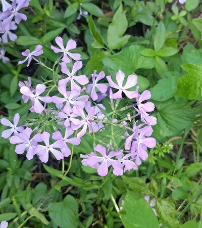 Kishwaukee River Recreation Path - Cherry Valley, IL