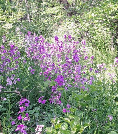 Kishwaukee River Recreation Path - Cherry Valley, IL