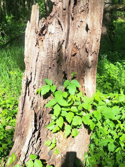 Kishwaukee River Recreation Path - Cherry Valley, IL