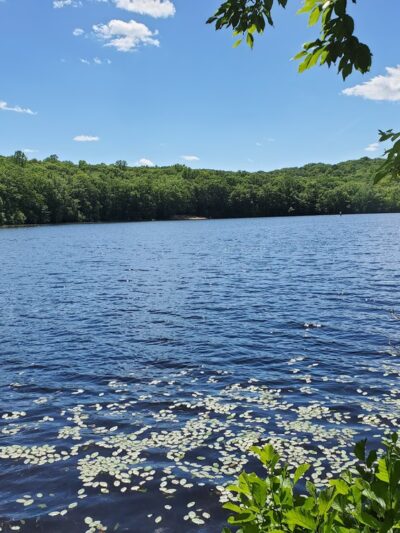 Cockaponset State Forest - Chester, CT