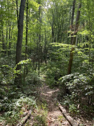 Cockaponset State Forest - Chester, CT