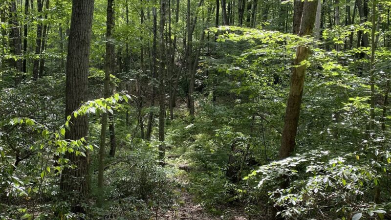 Cockaponset State Forest - Chester, CT